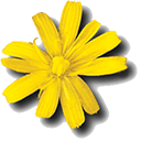 Cloanto Amiga Forever Plus Edition 10.3.2.0 - Full Version