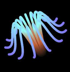 Anemond Factoid 2.0.1 - Full Version